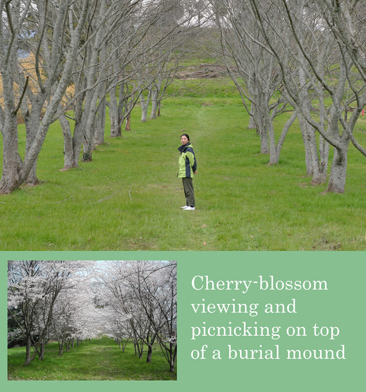 Cherry-blossom viewing and picnicking on top of a burial mound