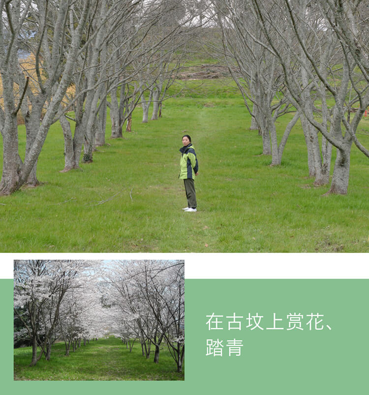 在古坟上赏花、踏青